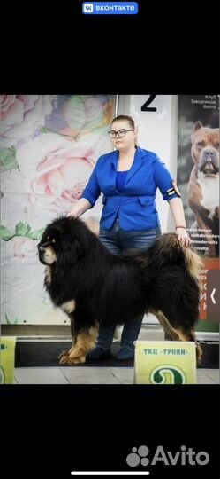Тибетский мастиф вязка