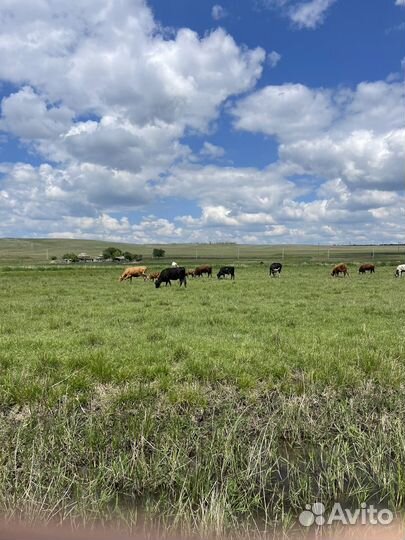 Коровы и быки