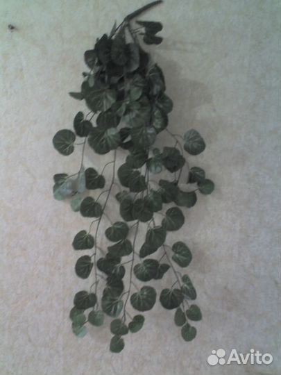 Зелень декоративная