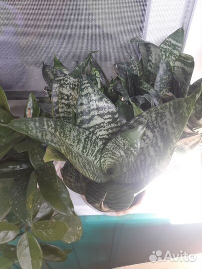 Сансевиерия