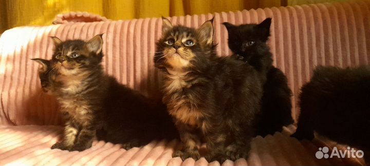 Котята Мейн-кун полидакт