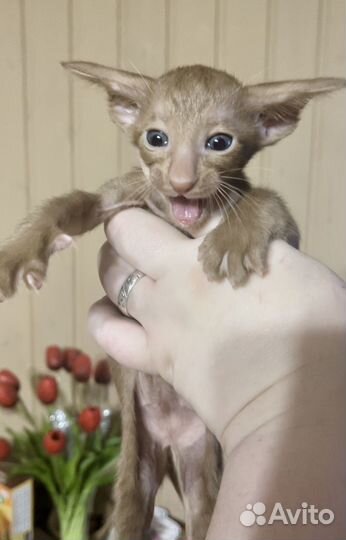 Ориентальные котята