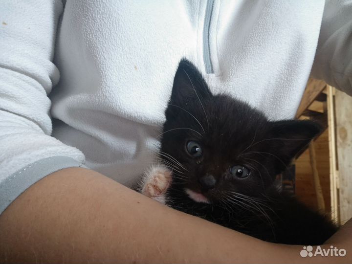Котята