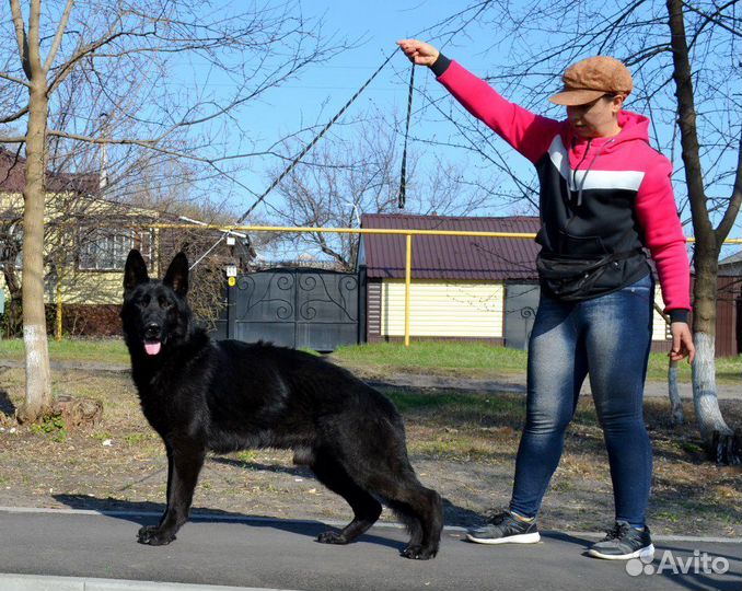 Немецкая овчарка вязка