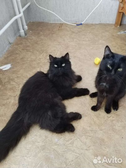 Котики в добрые руки