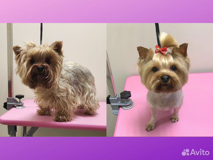 Груминг. Стрижка собак и кошек