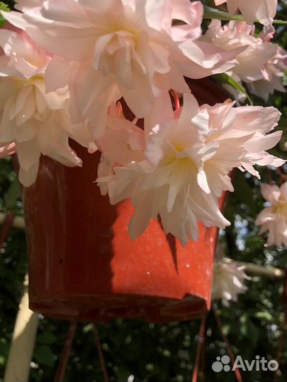 Бегония ампельная