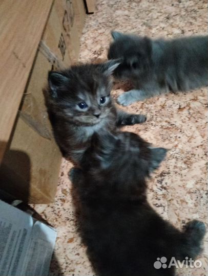 Котята мейн-кун