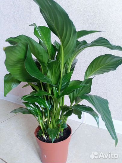 Спатифиллум