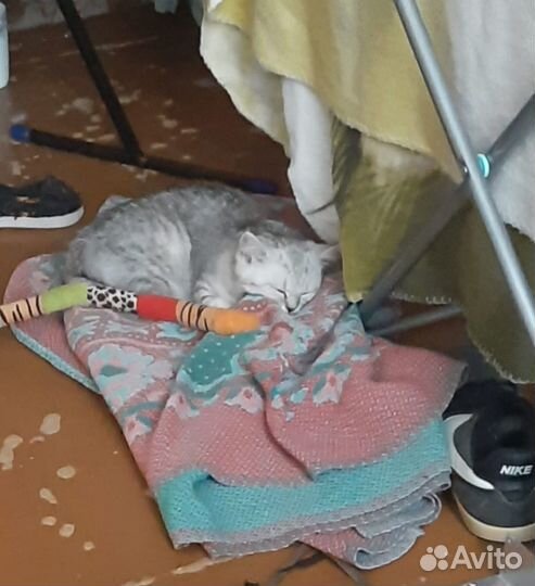 Шотландская кошечка