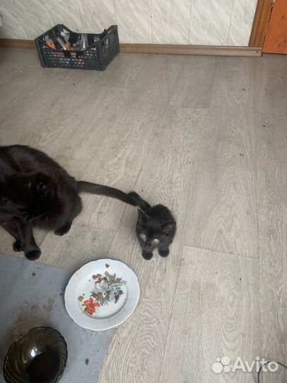 Черные Вислоухие котята