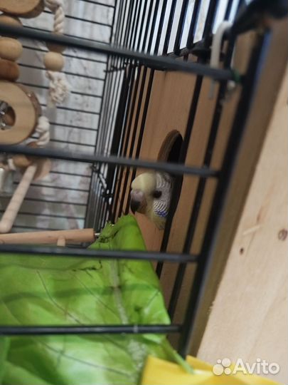 Волнистый попугай птенец