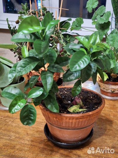 Фикус лировидный