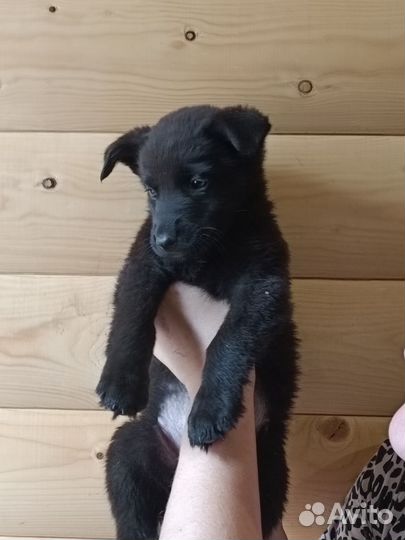 Щенки немецкой овчарки