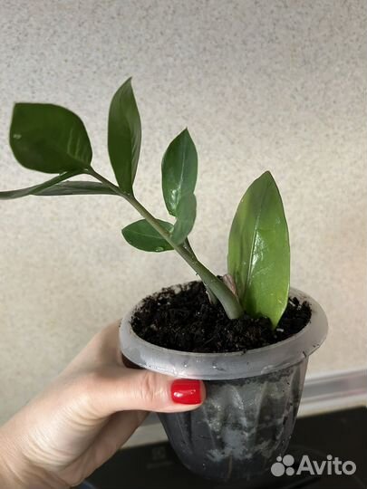 Замиокулькас