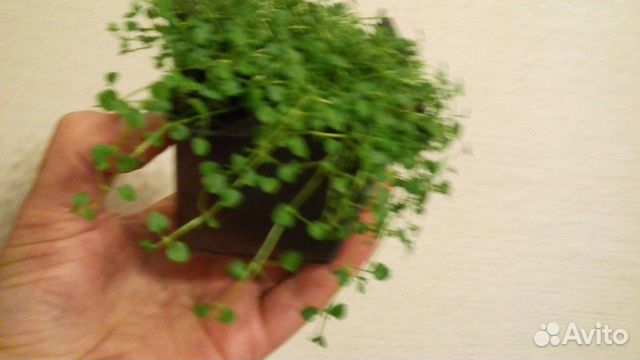 Миниминт мята корсиканская