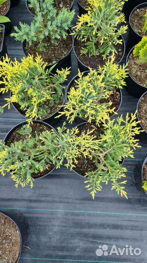 Можжевельник олд голд