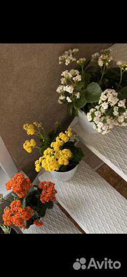 Комнатные цветы