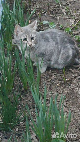 Отдаём котика
