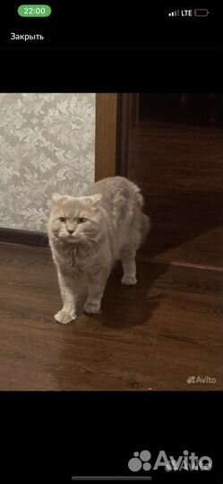 Кот британский
