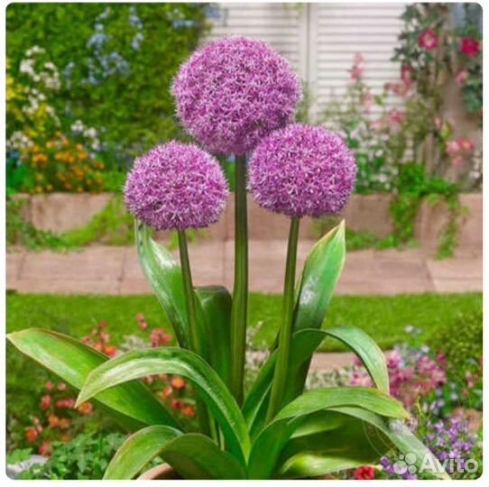 Садовые многолетние цветы