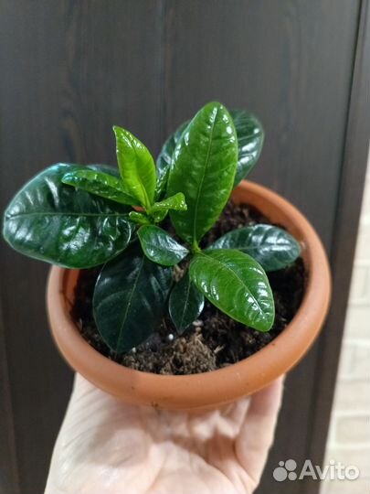 Гардения жасминовидная