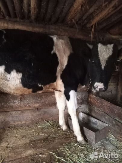 Телята бычки