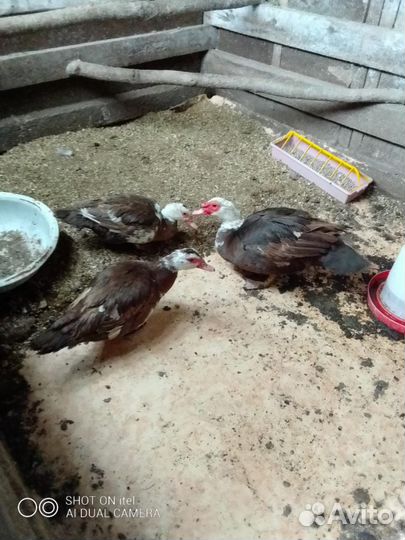 Яйцо индоутки