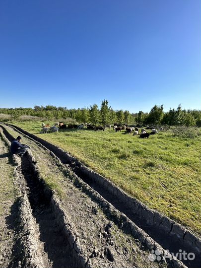 Овцы бараны ягнята