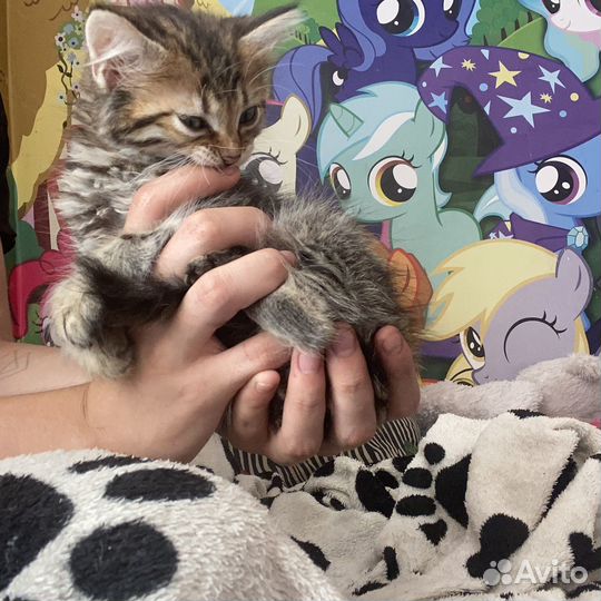 Кошка в дар бесплатно