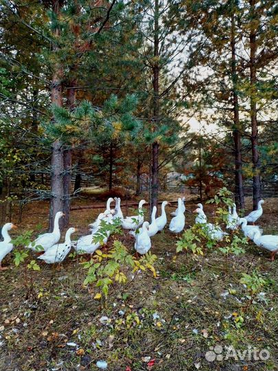 Яйцо гусиное инкубационное
