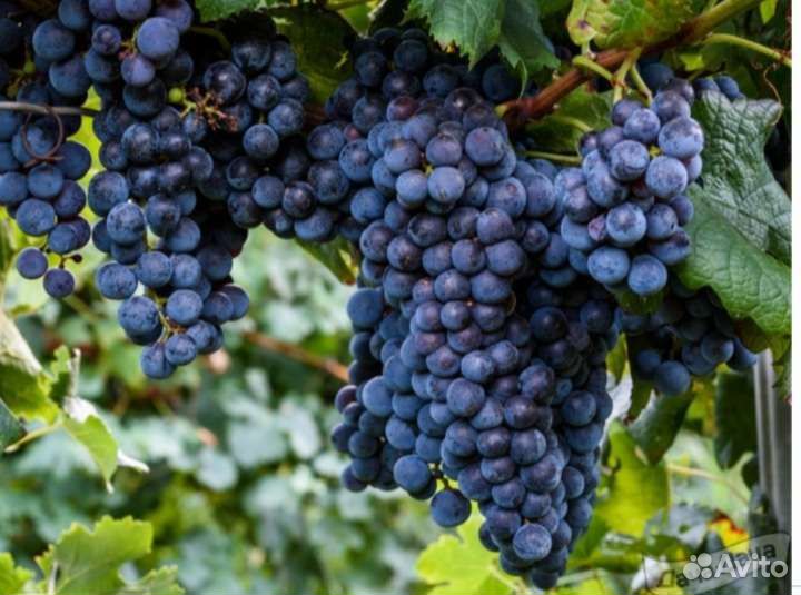 Жасмин махровый,Гортензия,цветущие кусты