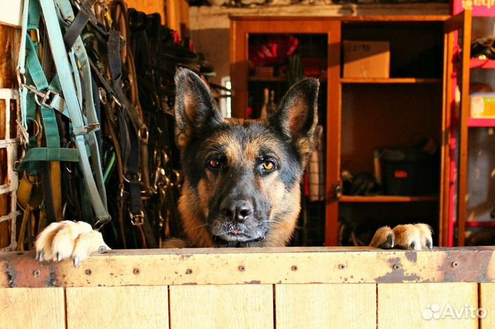 Кинолог. Зоопсихолог. Дрессировка и воспитание