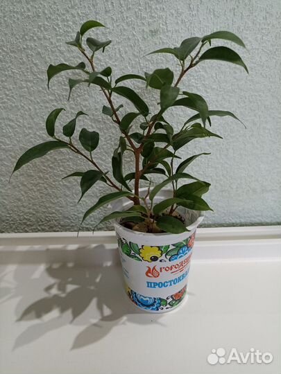 Фикус бенджамина