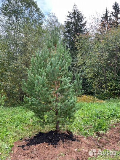 Ели и сосны из питомника