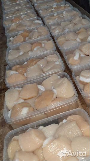 Гребешок Приморский