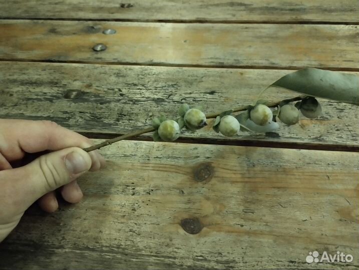 Хурма кавказская