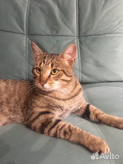 Кот в добрые руки