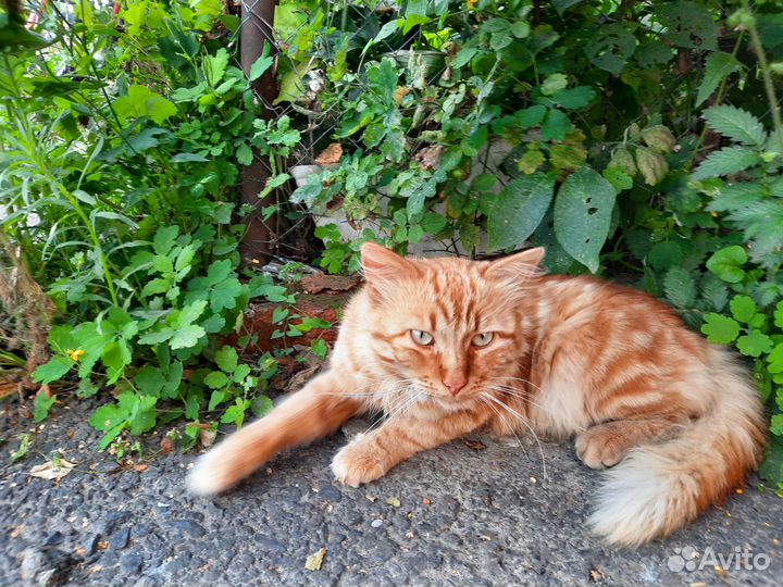 Ищет дом и любящую семью