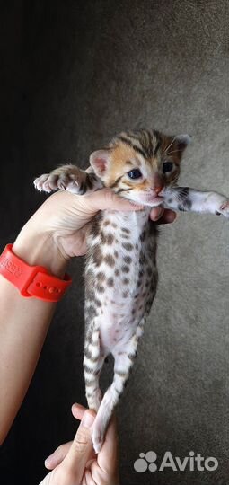 Бенгальские котята