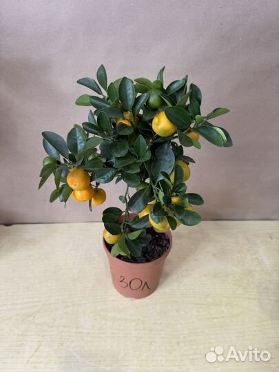 Мандариновое дерево привитое с плодами