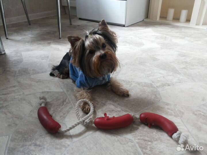 Вязка кобель