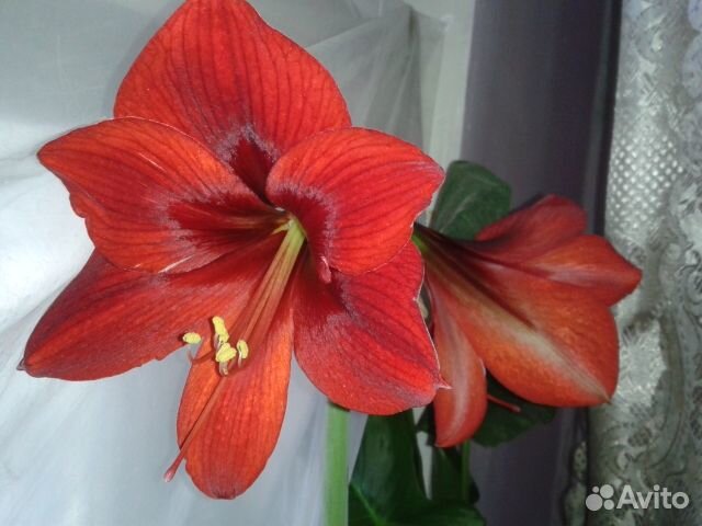 Гиппеаструм