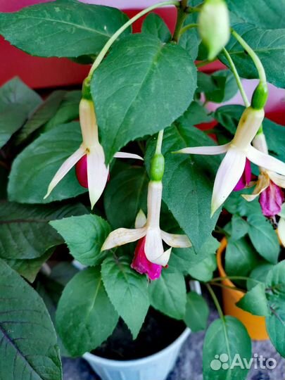 Комнатные растения цветы