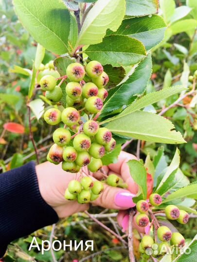 Черноплодная рябина (Арония). Свое кфх. Беларусь