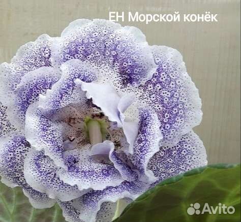 Глоксинии сортовые махровые Почтой