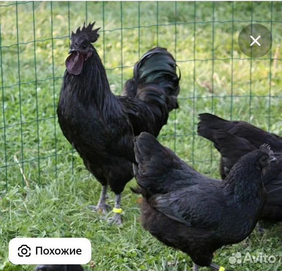 Цыплята брама