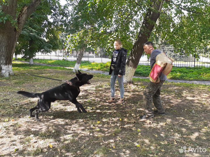 Кобель для вязки