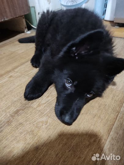 Щенок чёрный немецкой овчарки