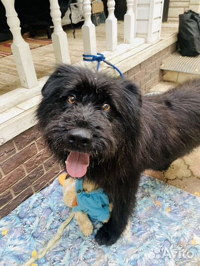 Чудесный бородатик ищет дом добрые руки